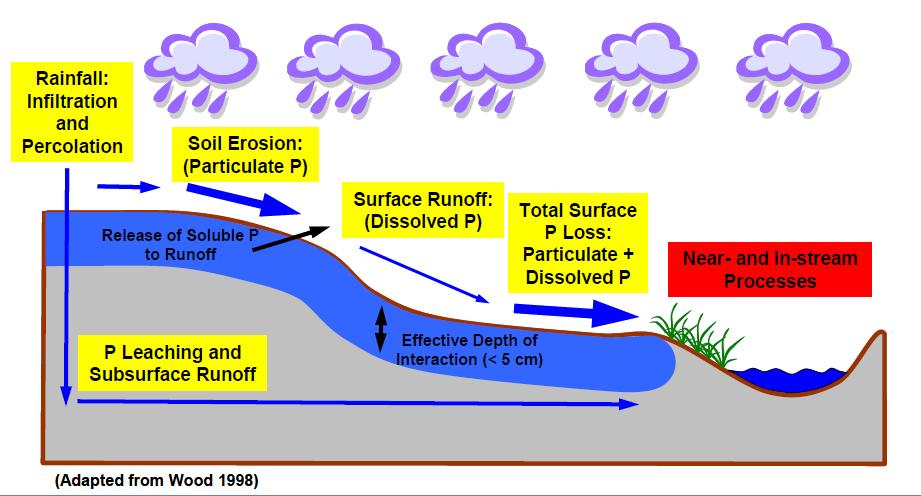 Soil P is highest at surface P loss varies with soil type, erosion and nutrient management Wind and Water cause surface erosion Both forms of P are lost at surface and sub-surface Risk of erosion and