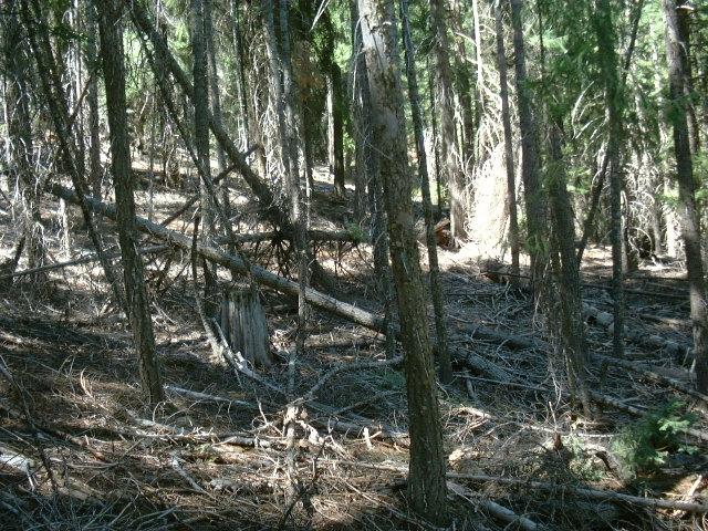 Figure 1. Dead white fir trees (stand 7T). (SDI in this stand is 405.) Figure 2. Overstocked pine stands (stand 17). (SDI in this stand is 417.