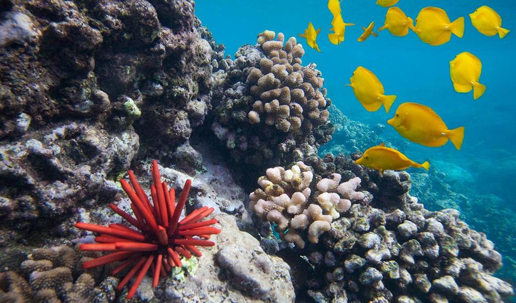 Reef ecosystems on many islands are already stressed by coastal development and pollution. Warmer coastal waters further stress reefs, resulting in coral disease outbreaks.