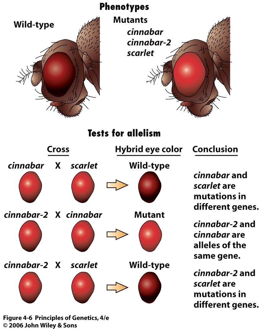 Testing gene mutations for allelism A test for allelism involving recessive eye color mutations in Drosophila.