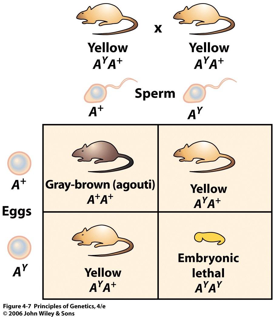 Variation among the effect of mutations A Y, the yellow-lethal mutation in mice: a dominant visible that is also a recessive lethal.