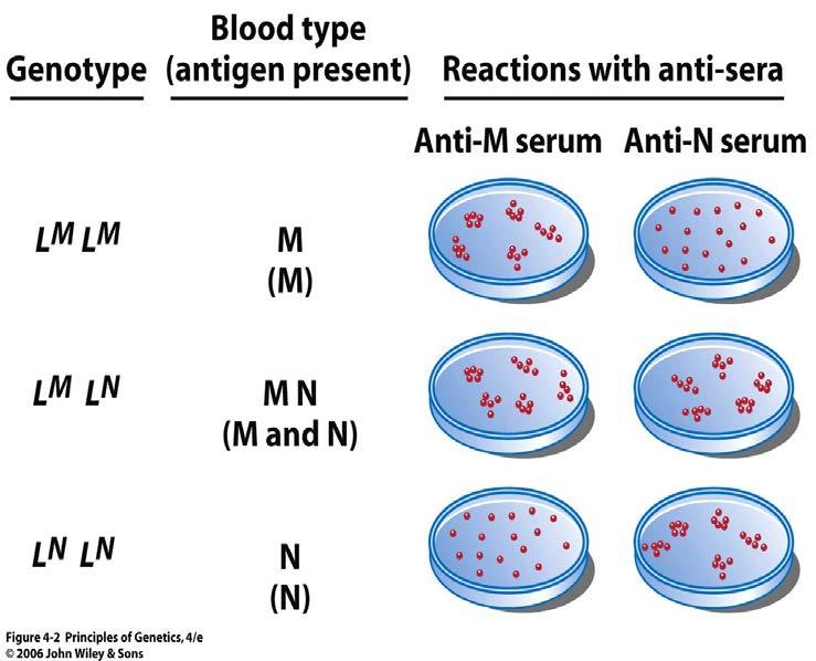 Another exception: Codominance Human blood types (MN type). One serum, called anti-m, recognizes only the M antigen on human blood cells.
