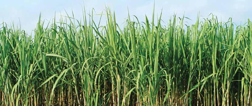 Why is soil health important? Soil health is important because your soil asset is the foundation of a productive and profitable sugarcane enterprise.