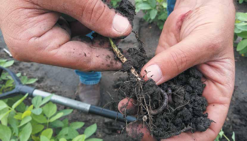 Earthworms an indication of soil health EFFECT OF CANE PRACTICES ON EARTHWORM POPULATIONS A legume crop fixes nitrogen and breaks root pathogen life cycles Worms/m2 80 70 60 50 40 30 20 10 0 Trash