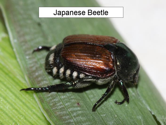 Japanese Beetles Reports indicate Japanese beetles are moving into corn and soybean fields in eastern Kansas.