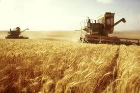 Examples of Agriculture Wheat Production farmer, grain Processing grain mills, flour Marketing bakery, bread