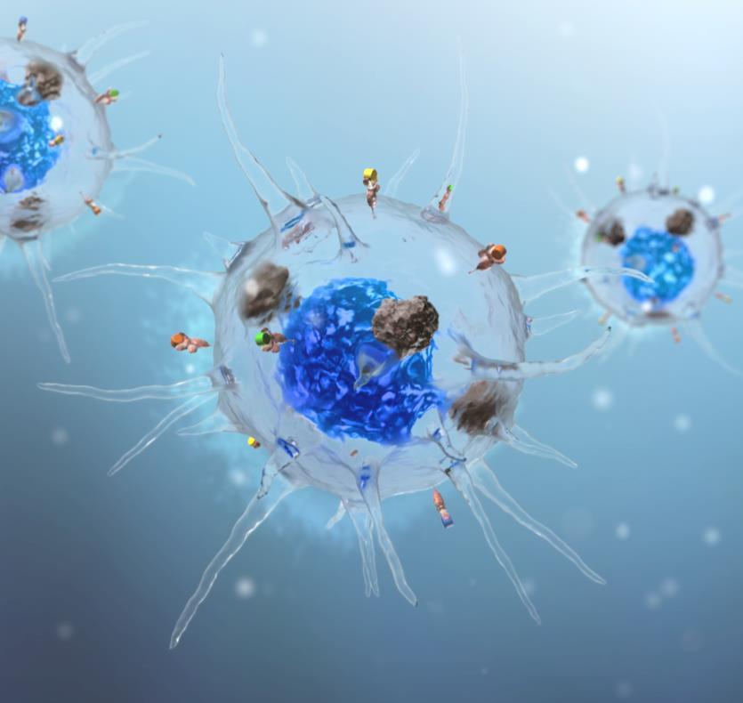 About cancer immunotherapy Cancer immunotherapy aims to stimulate immune response of body s own immune system against tumor cells Dendritic Cells (DCs) play a central role in initiating human body s