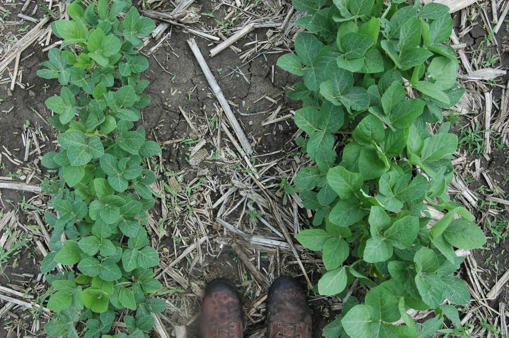 Soybean FACT Plot Richmond, KS Planted May 19 th /