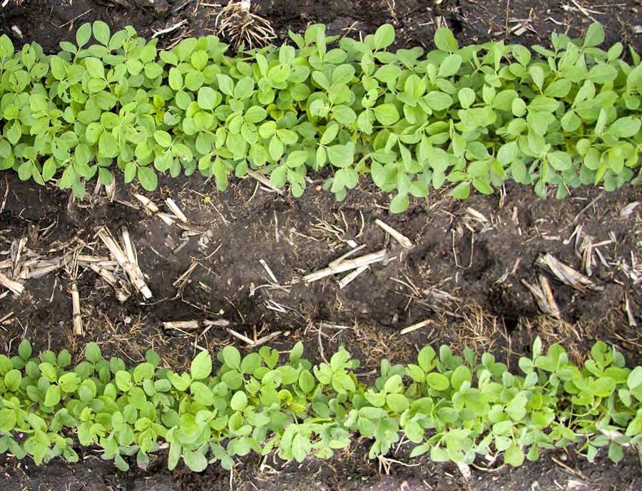 Genuity Roundup Ready 2 Yield Soybeans treated with Acceleron seed treatment Roundup Ready