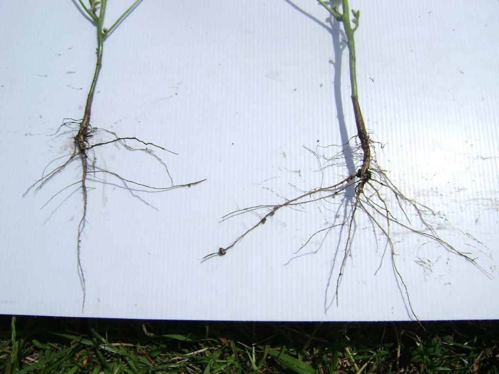 Root comparison Monmouth, IL July 27th Roundup Ready