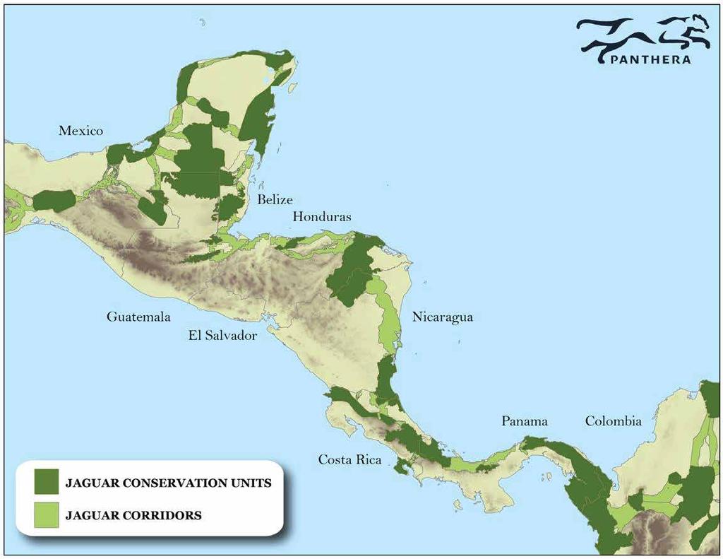 Mexico Belize Honduras Guatemala El Salvador Nicaragua Panama Colombia Jaguar Corridors Costa Rica Jaguar Conservation Units Figure 02: Mesoamerican Jaguar Conservation Units and Corridors, detail.