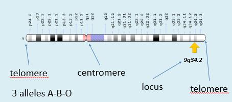 1b. How do people differ genetically? Define: a. Gene b. Locus c. Allele Where would a locus be if it was named "9q34.
