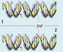 alleles at a particular locus Phenotype - Observed characteristic, trait Chromosome strucutre Each locus has 2 alleles - One paternal and one maternal Mendel's first law What is a SNP SNP (single