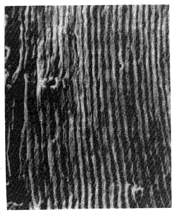 Figure 12-16 Fatigue striations in beta-annealed Ti-6A1-4V alloy Figure 12-17 Plastic blunting process for growth of stage II fatigue crack.