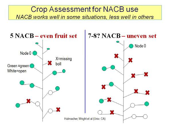 9/13/2011 Cotton Field Check Page 4 of 6 Use of NACB (Nodes Above Cracked Boll) Approach for Defoliation Timing Assessments.