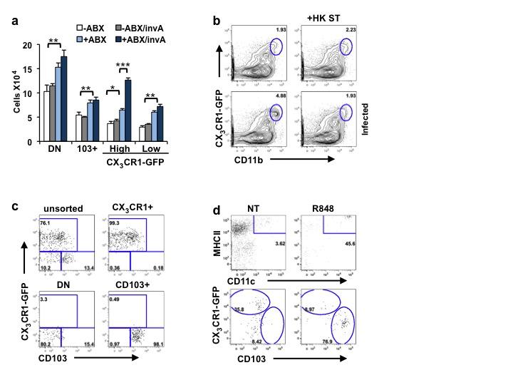 SUPPLEMENTARY INFORMATION RESEARCH Supplementary Figure 9. CX 3 CR1 + and not CD103 + cells migrate from the intestine to the MLN in antibiotic-treated mice infected with non-invasive Salmonella.