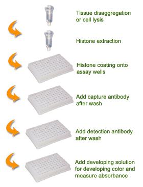 The methylated histone H3-K27 can be recognized with a high-affinity antibody.