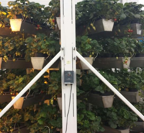 Plants per Square Meter