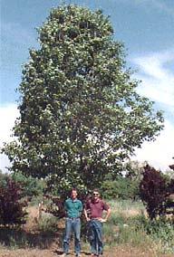 Tree Quiz Bradford Pear 9 years old 9 inch dbh 28 ft. tall 19 ft.