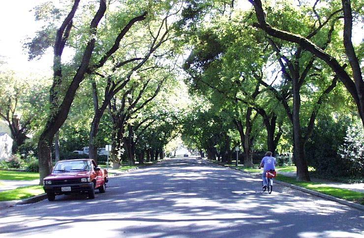 Trees Improve Pavement Performance More shade means more time between repaving.
