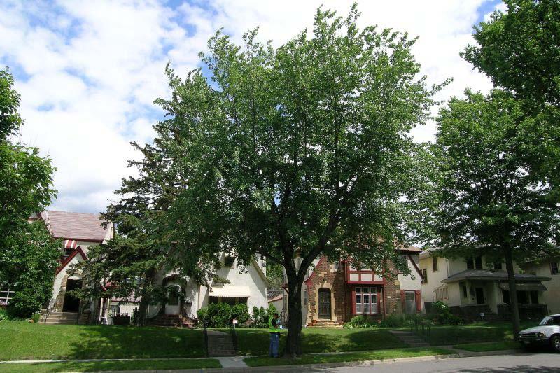 Large Tree West Side