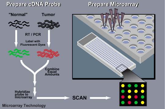2.4 Printed Microarrays 7 synthesized. The cdna is used as a template for T7 RNA polymerase to amplify the cdna into synthesized crna molecules.