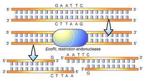 Slide 28 / 50 For example: EcoRI is a restriction enzyme that makes a staggered cut when it reads the sequence GAATTC.