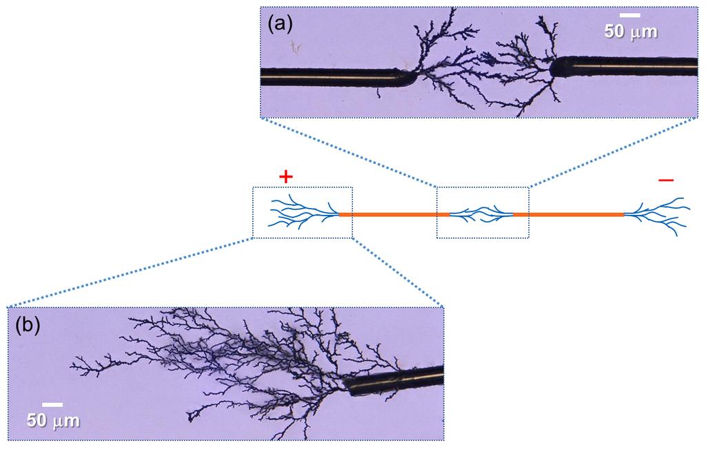Supplementary Figure 3. Optical microscope images of PEDOT fibers connecting two Au wires (0.
