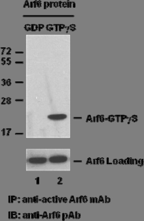 Example of Results The following figure demonstrates typical results seen with NewEast Biosciences Arf 6 Activation Assay