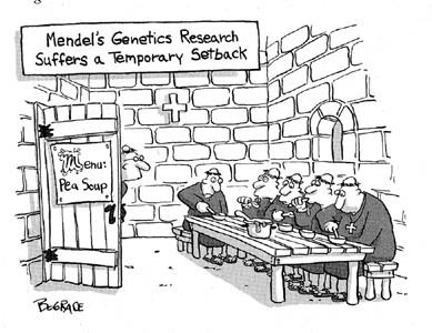 Gregor Mendel Using 29,000 pea plants, Mendel discovered the 1:3 ratio of phenotypes, due