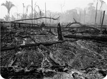 Deforestation Brazil slash and burn Washington State clear cut Deforestation Human Influence on Vegetation