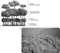 Four Categories of Biomes Forest Grassland Desert Tundra Ecotone wide