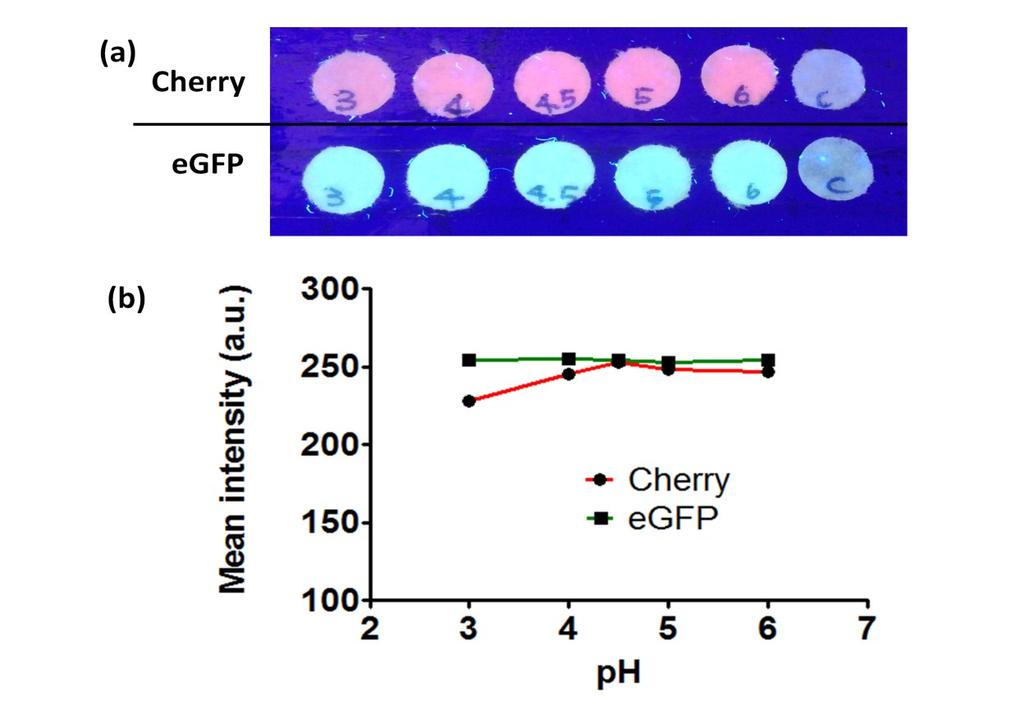 Figure S-4. Investigation of buffer ph on protein immobilization on cellulose paper.