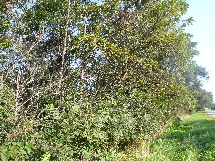 Improvements Tree Survey Kane County, Illinois