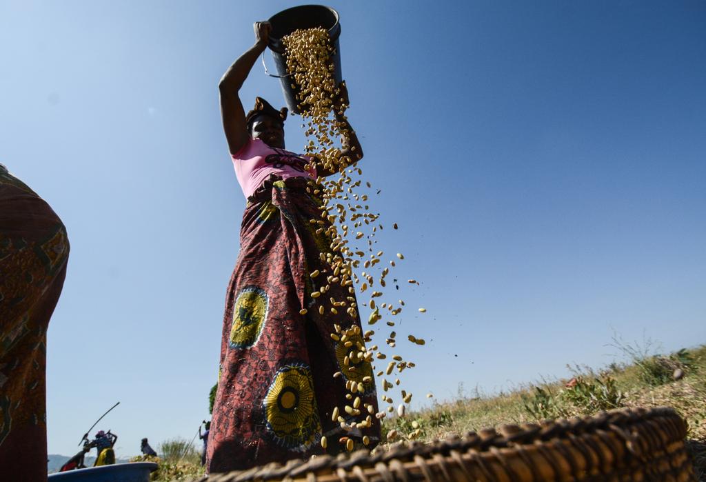 The Rise of Medium-Scale Farms in Africa Thom Jayne, Milu Muyanga, Saweda