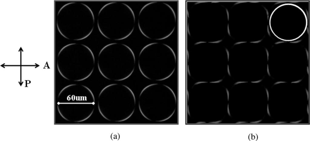 118=[364] S. G. Kim et al. FIGURE 2 Optical microphotographs of (a) LSH-1 cell and (b) LSH-2 cell showing light leakage in a dark state.