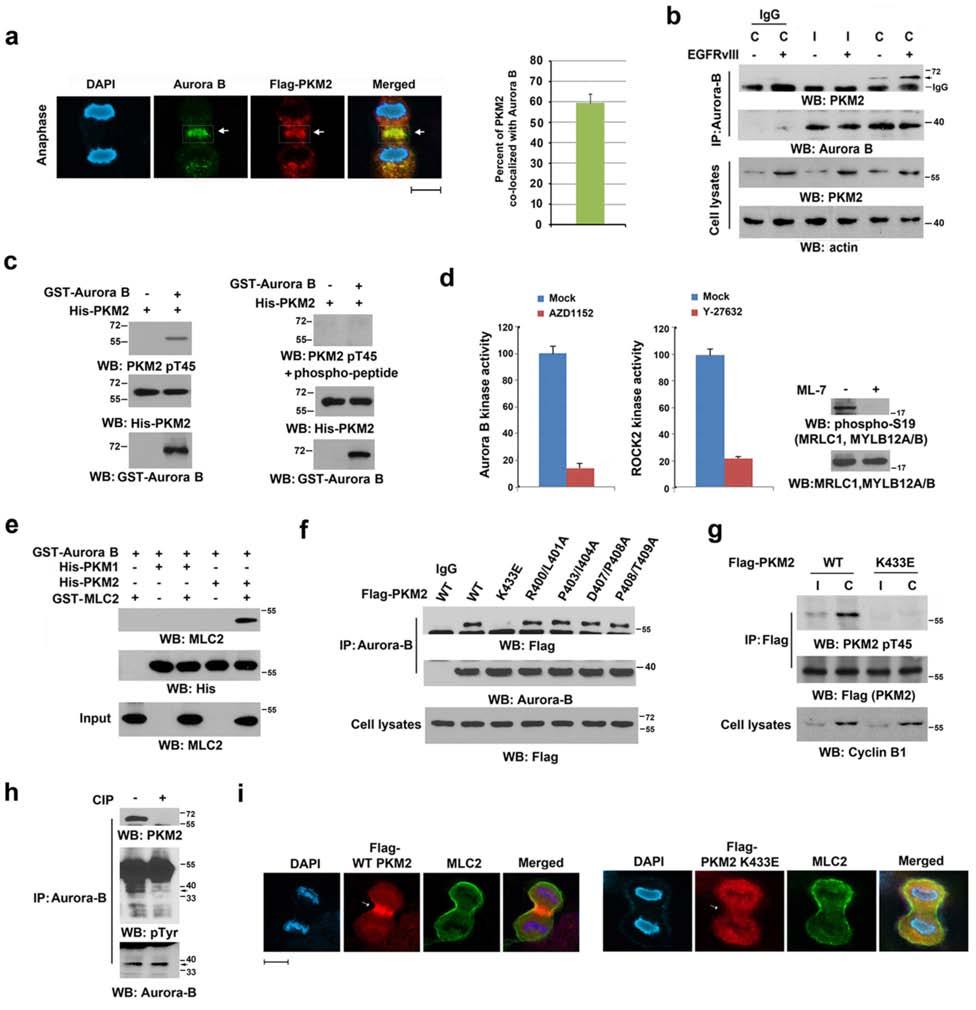 Supplementary Figure 2. Aurora B-phosphorylated PKM2 T45 is required for the interaction between PKM2 and MLC2 in cytokinesis.