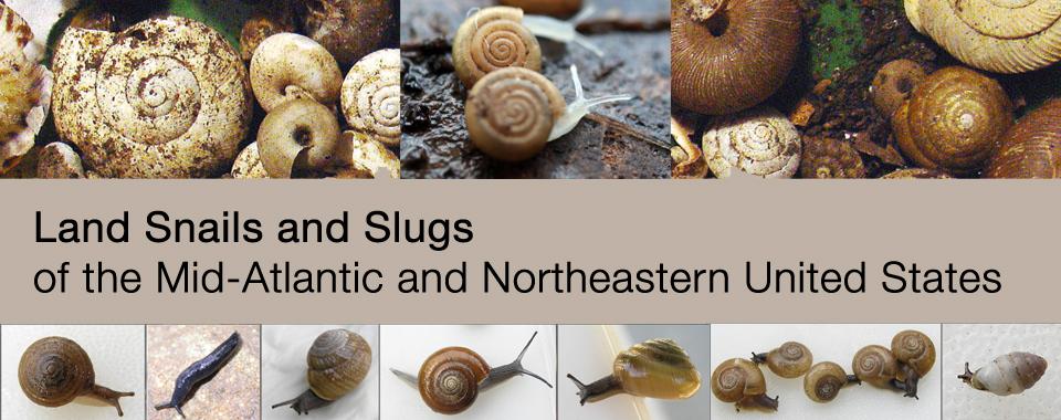 about land snails to include them on the RSGCN list.