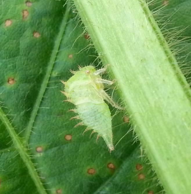 SOYBEAN Soybean Insects The report of injury from threecornered alfalfa hopper (TCAH) is what I mentioned during the first few newletters of this season.