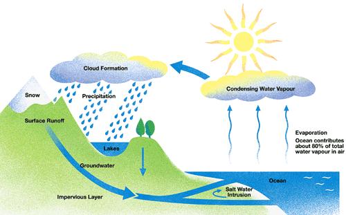The water cycle The water cycle provides fresh (not salty) water for plants and animals on land before draining into the sea.