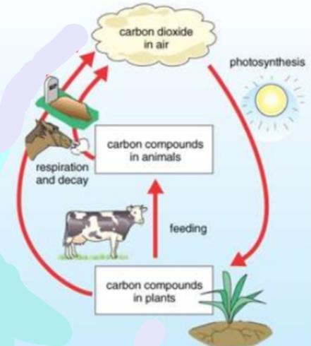 The carbon cycle All living organisms contain carbon. Molecules such as cellulose and glucose contain carbon.