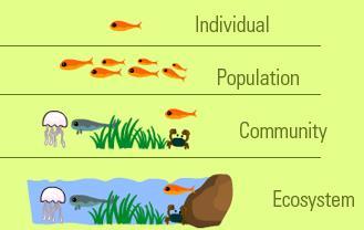 Communities An ecosystem is a community of interacting organisms (living things) and their physical environment.