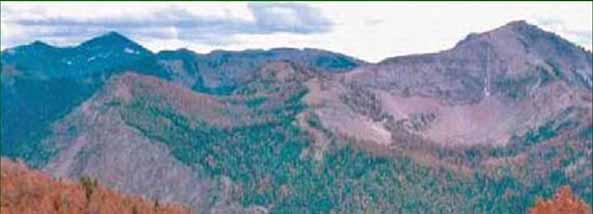 High Elevation Pines >1.4 million acres affected by mountain pine beetle e.g., whitebark pine