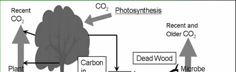 Flows of carbon from the atmosphere to the