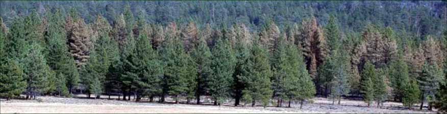 Silviculture can be the answer. Increase spatial heterogeneity (i.