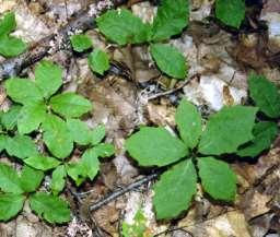 Survival Probability Survival of Red Oak Seedlings in the forest understory 1.0 0.8 0.6 0.4 0.2 0.