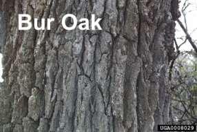 Bark protects trees from