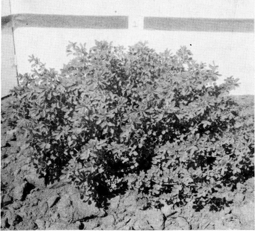 These photographs show growth form of representative plants of Teton, left, and Grimm, a typical hay-type, right.