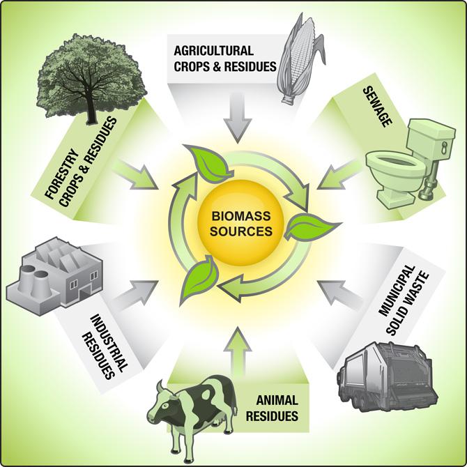 Types of Renewable Energy 2. Biomass Biomass Energy Biomass comprises of the remains or wastes of plants and animals.
