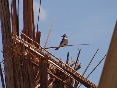 Avian Resources Manage effects to bird species: Migratory Bird Treaty Act